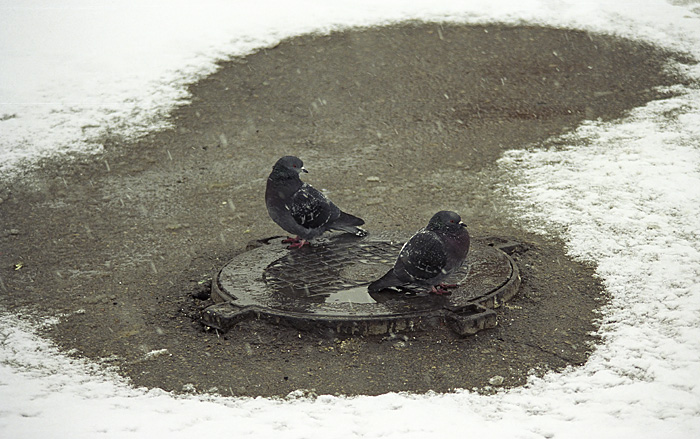 Городские сизари