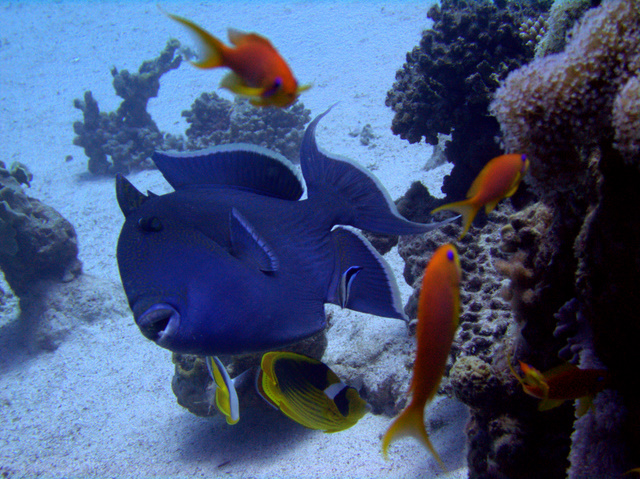 Blue triggerfish