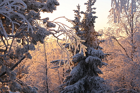 Зимний лес