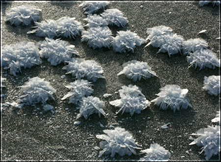 Ice Flowers
