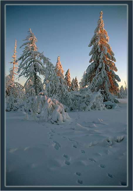 По следам куропаток