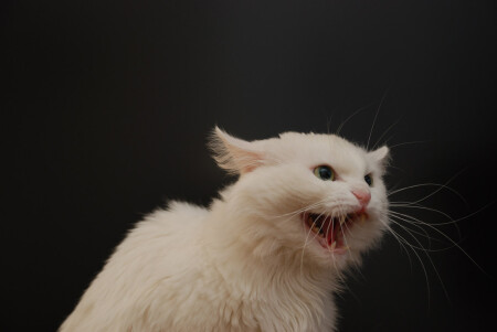 я сказал всем встать!:)