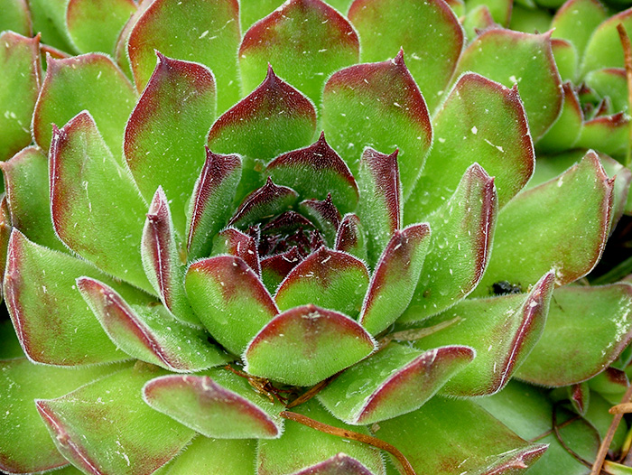 Sempervivum