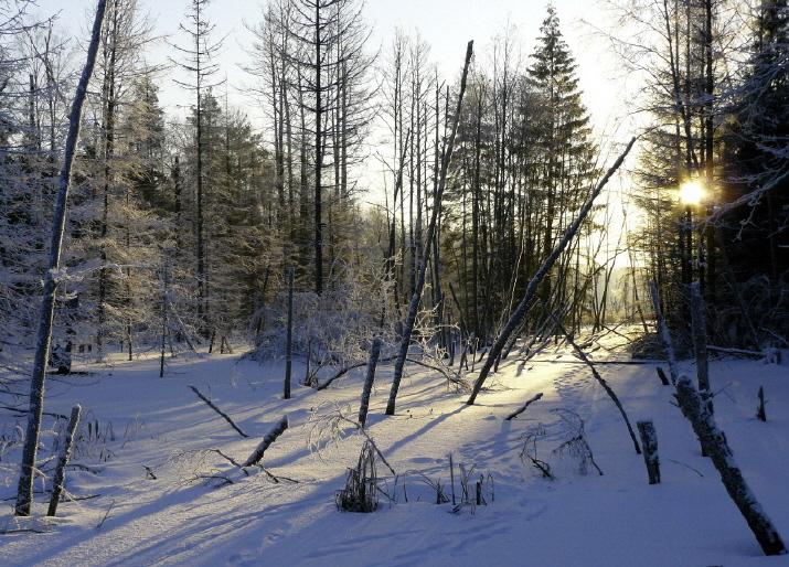 Морозное утро