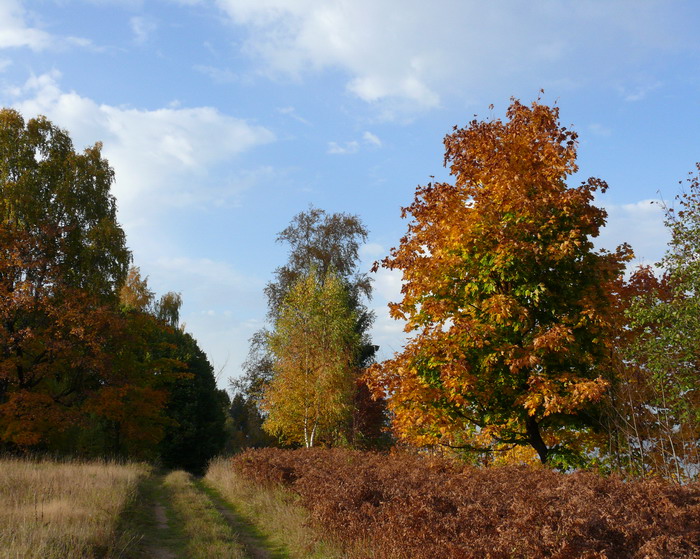 Такая яркая осень