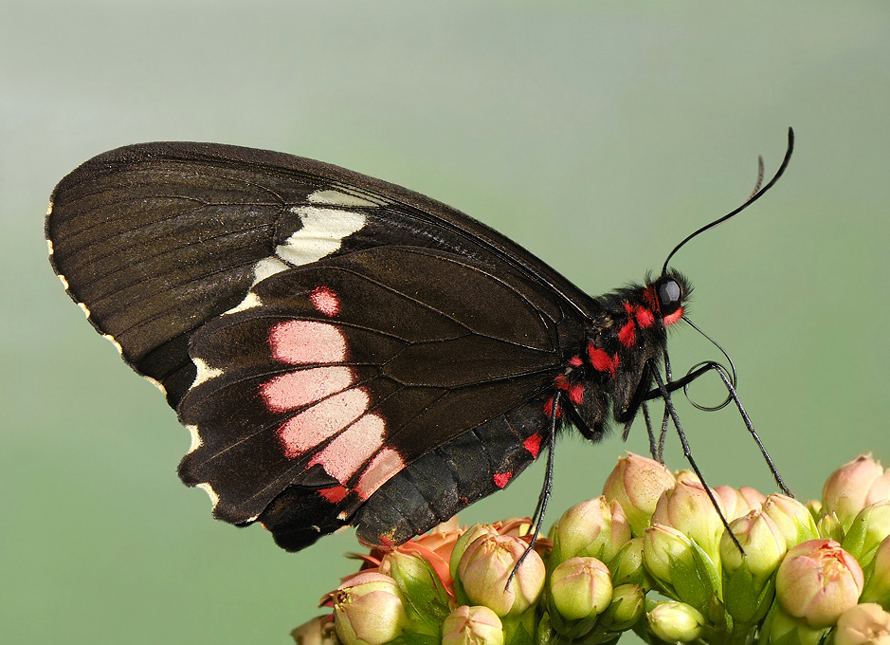 Parides iphidamas