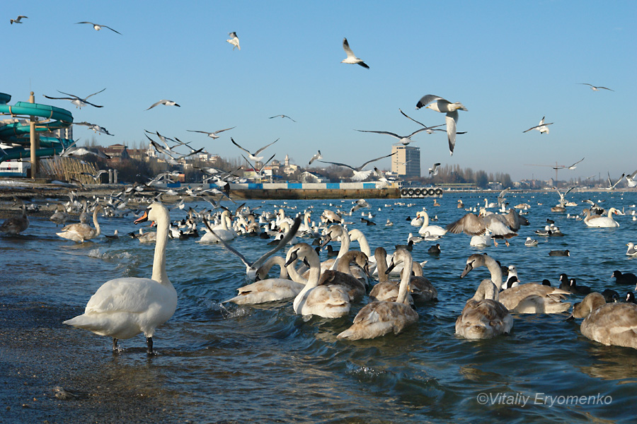 Лебеди в Феодосии