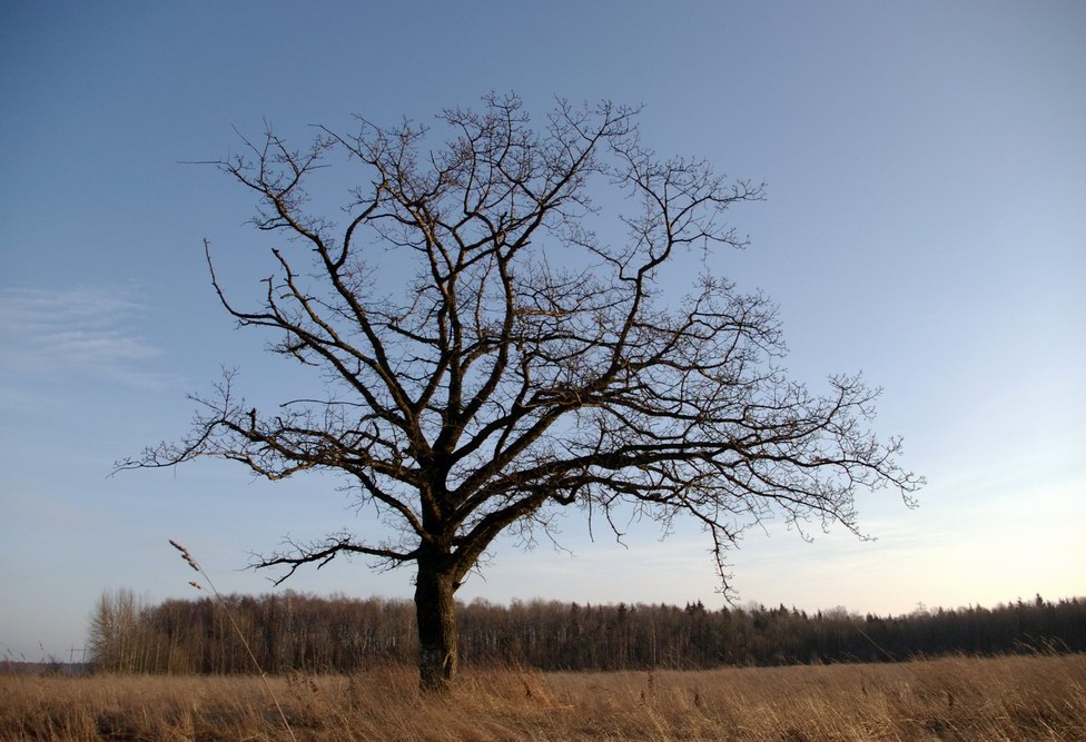 Январский дуб