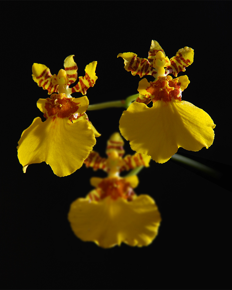 Oncidium Gower Ramsey &quot;Compact&quot;