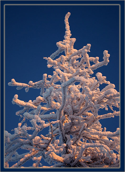 Коралловое дерево