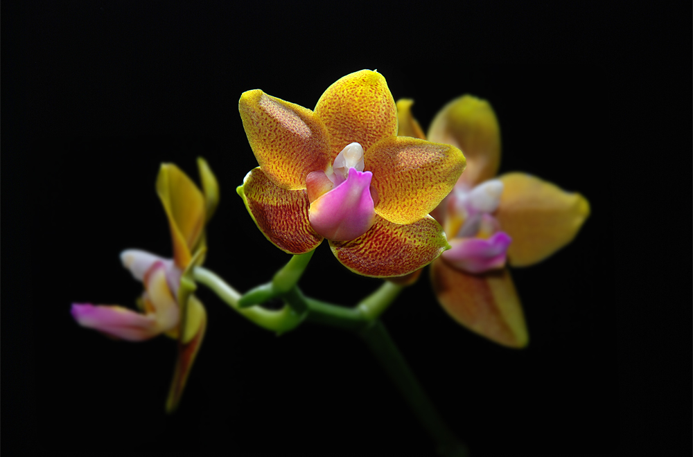 Phal. Sara Lee