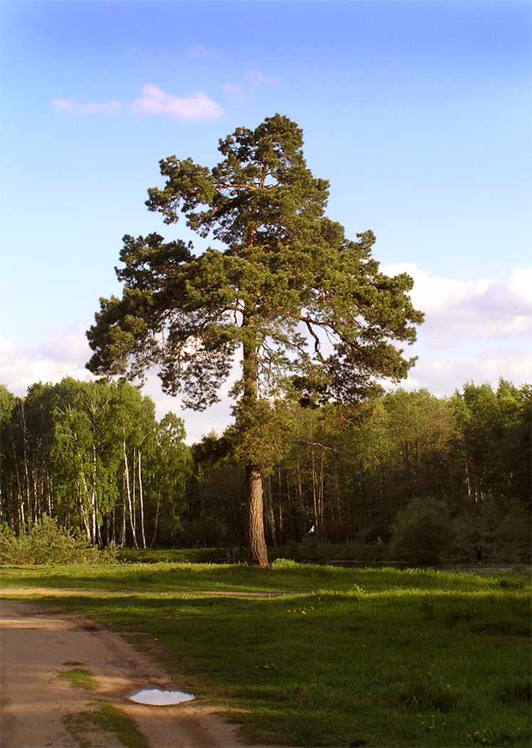  В закатном блеске пламенеет...снова лето...