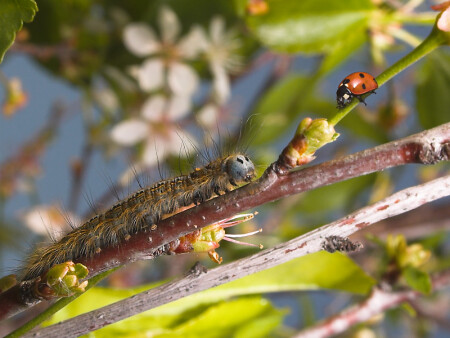 Встреча в макроджунглях