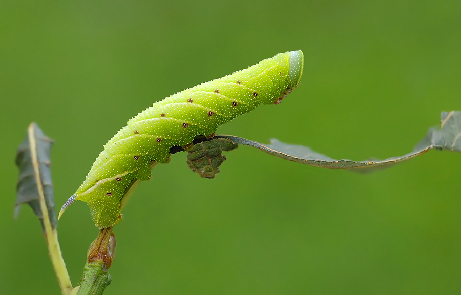 S.ocellata