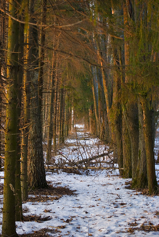 fir's tunnel