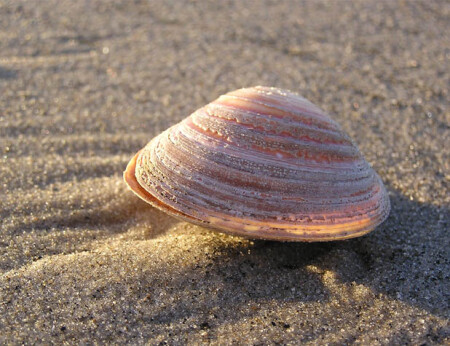 Вернувший свет