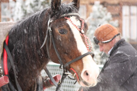 Мой хозяин.