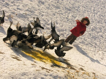 девочка Даша и голуби