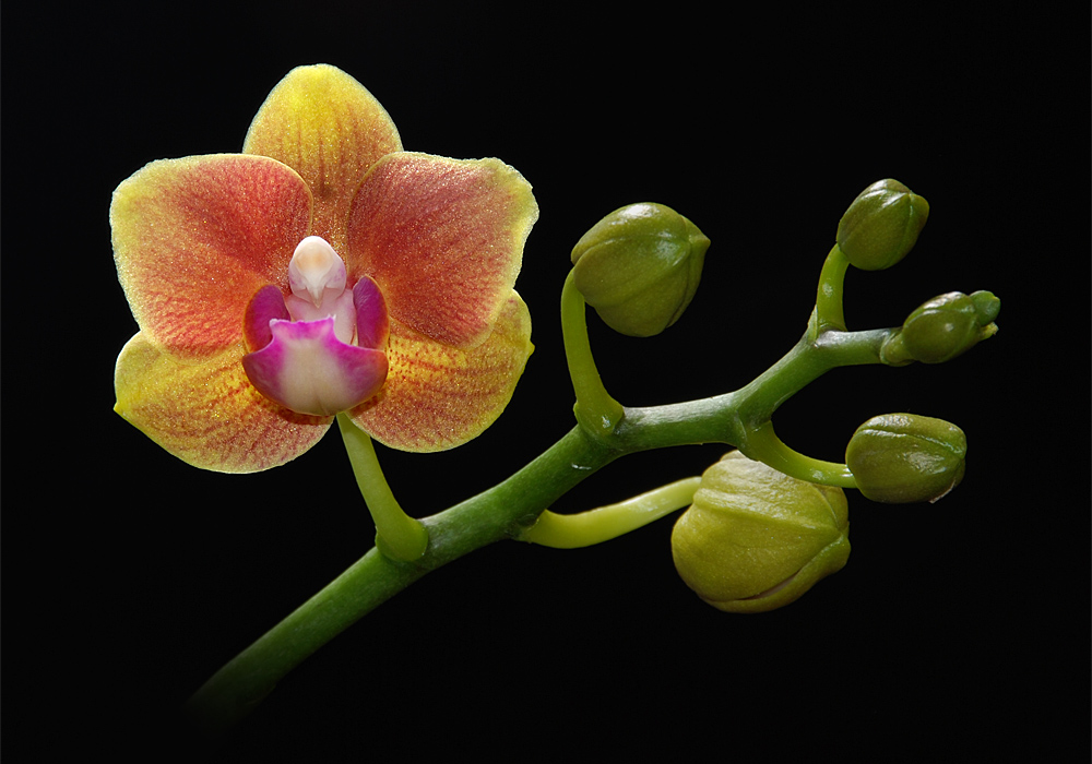 Phal. Lisa Stuart