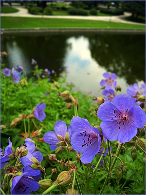 Blue Flowers