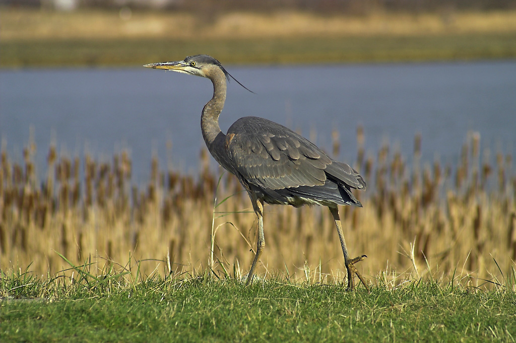 ЦАПЛЯ ГОЛУБАЯ БОЛЬШАЯ(Ardea herodias)