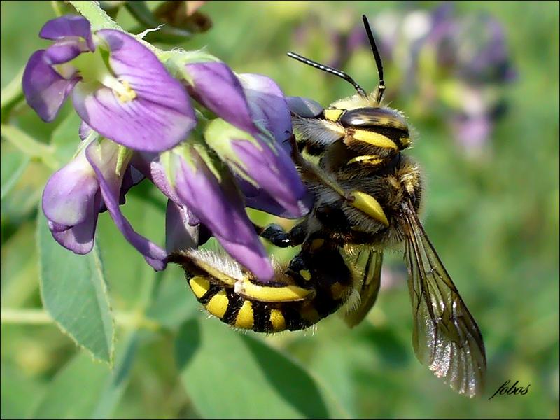 ПЧЕЛА-ШЕРСТОБИТ (Anthidium manicatum) 