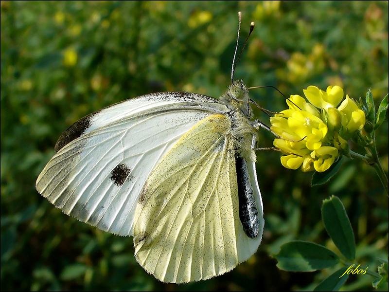 КАПУСТНИЦА (Pieris brassicae)