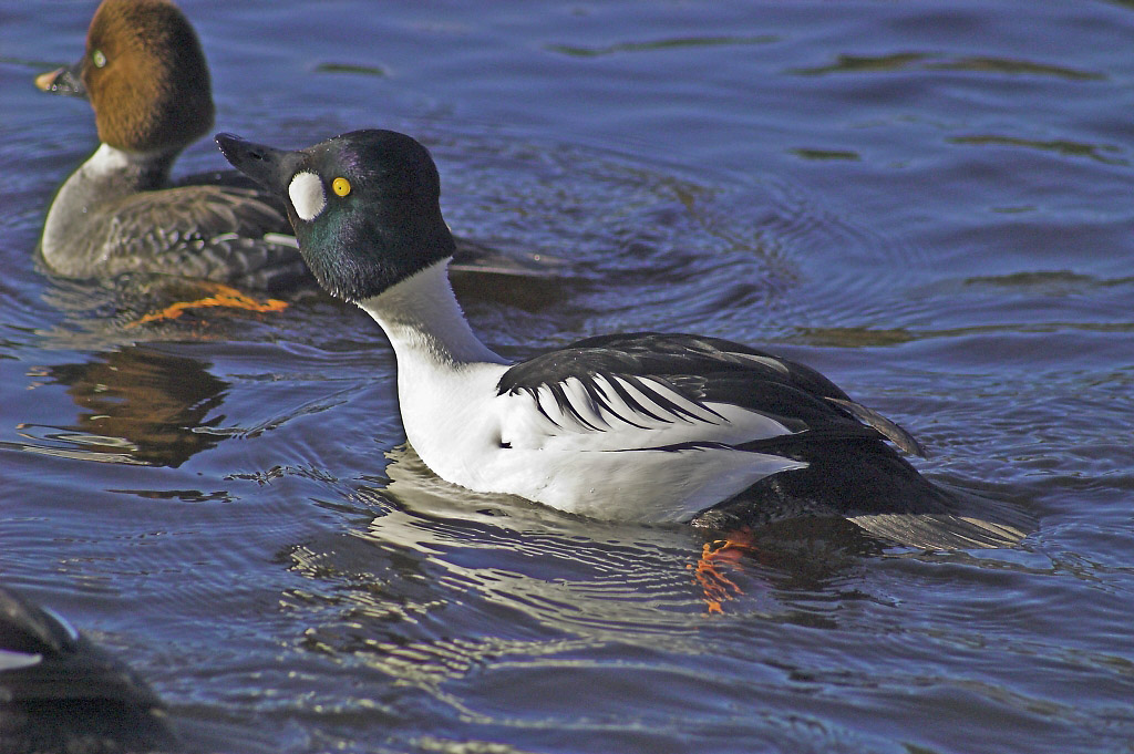 Обыкновенный гоголь ( Bucephala clangula)