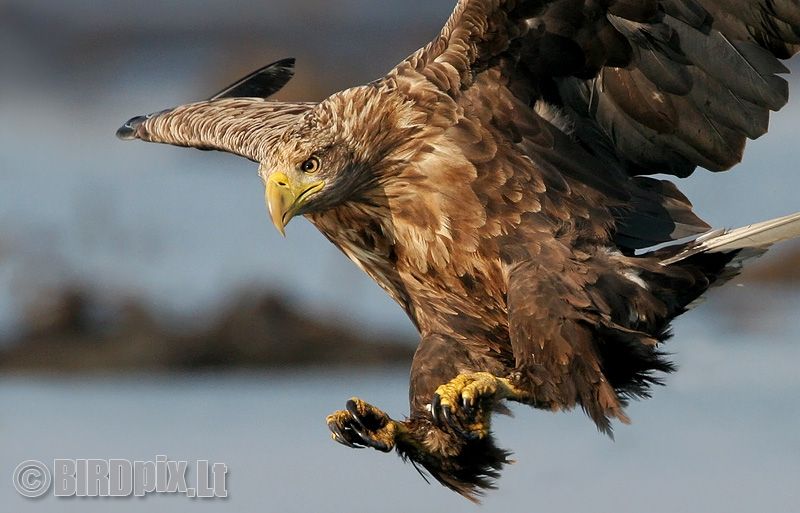 Haliaeetus albicilla