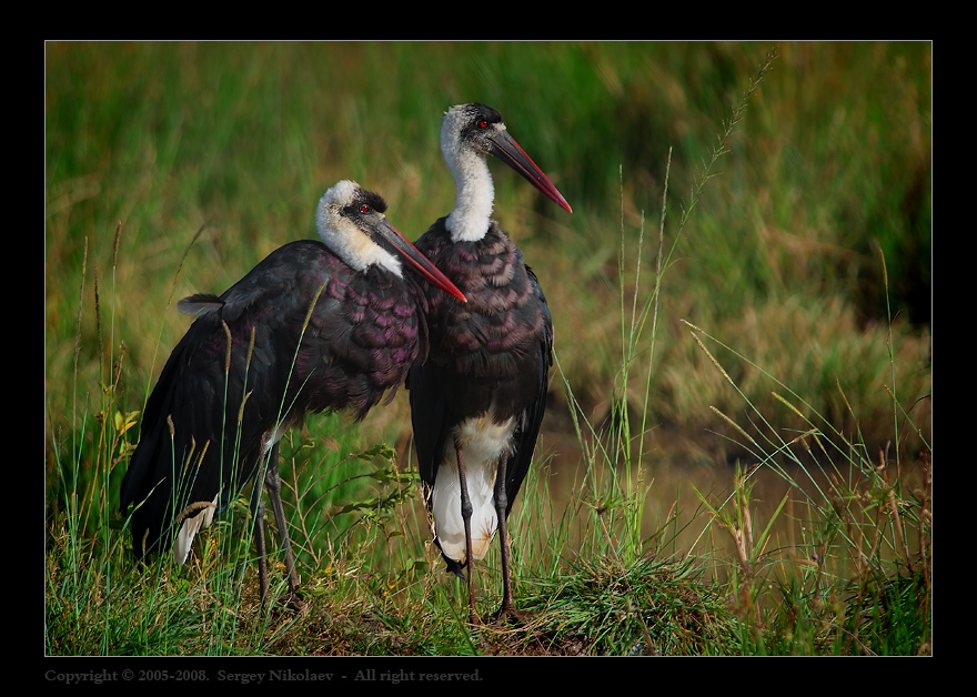 Woolly- necked Stork (Ciconia episcopus)