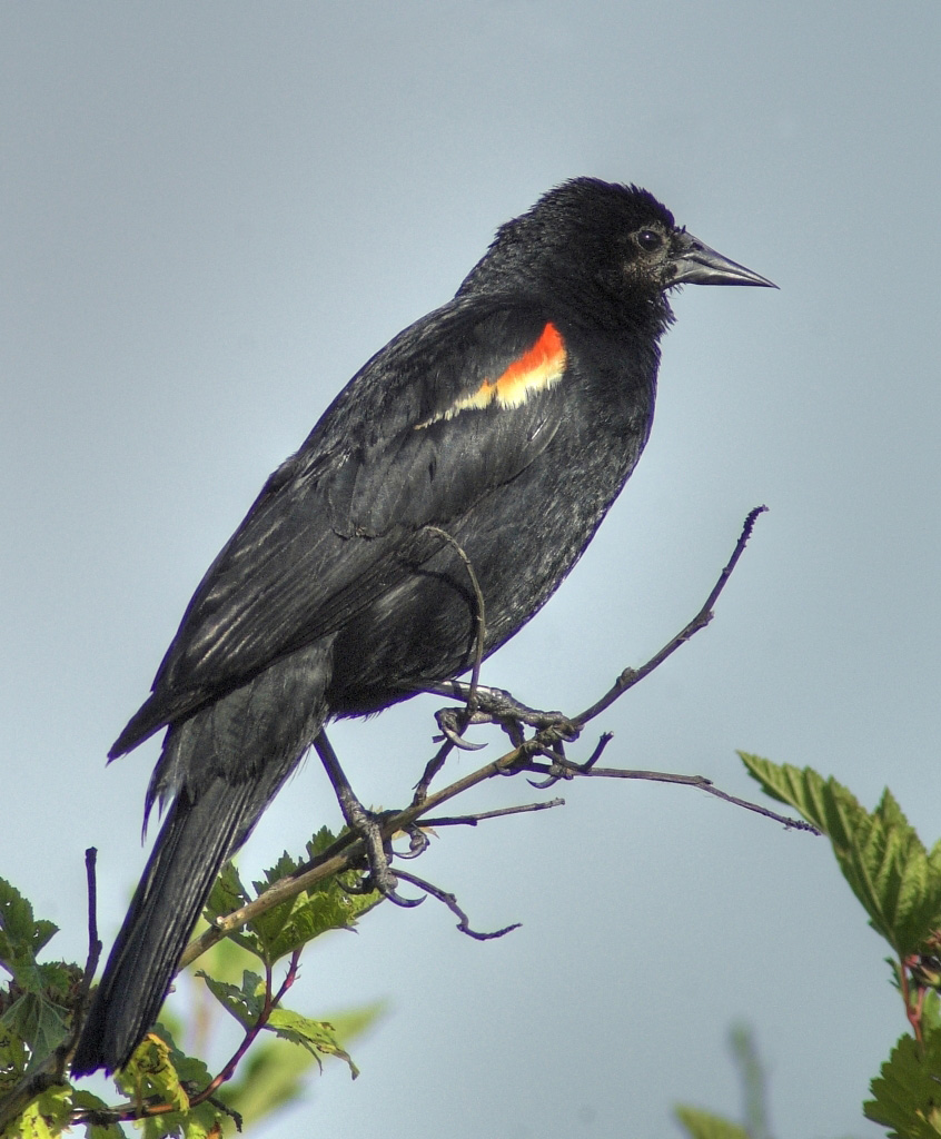 Красноплечий трупиал.(Agelaius phoeniceus)