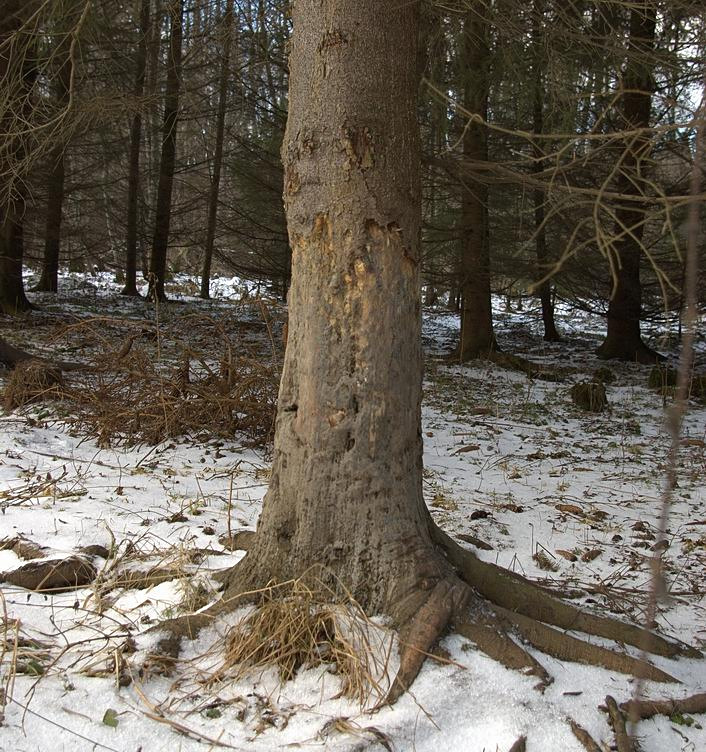 Чесальное дерево