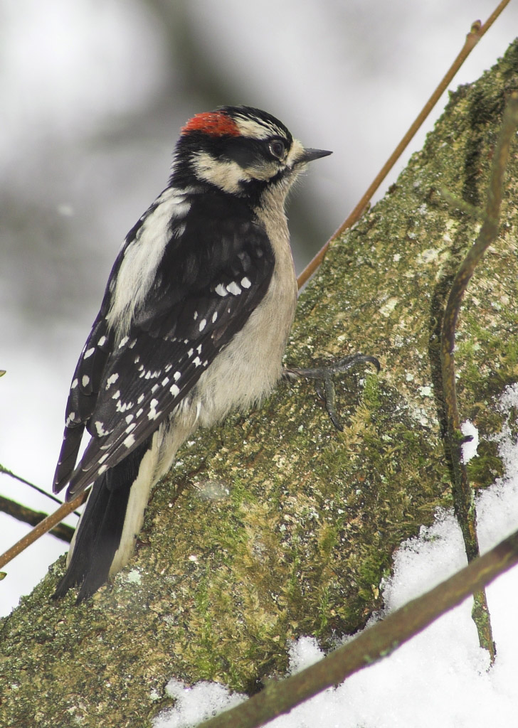 Дятел пушистый (Downy Woodpecker )