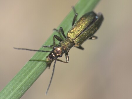 Зеленый друг...