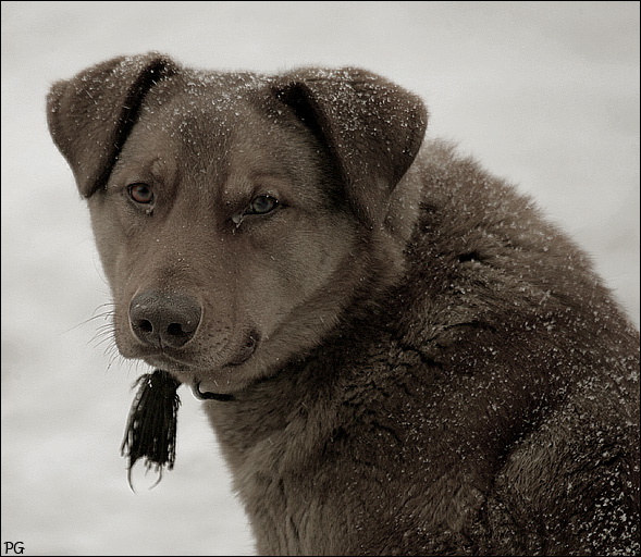 собака друг человека.