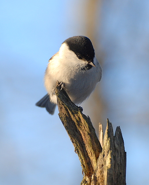 Parus atricapillus