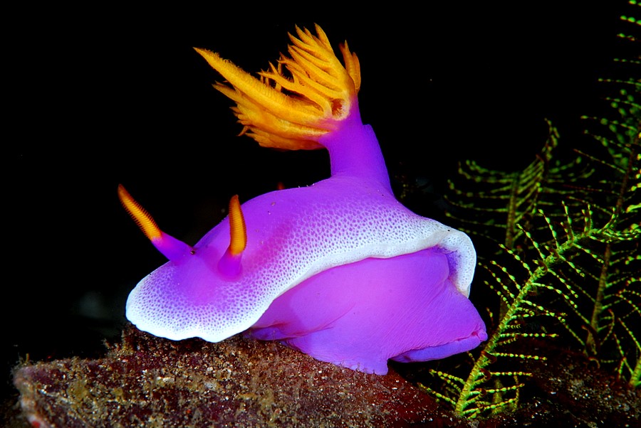 Hypselodoris bullockii