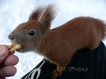 Вкусный орешек