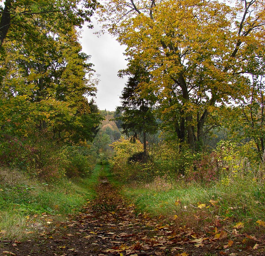 тропинка в осень