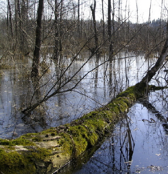 Вечная зелень