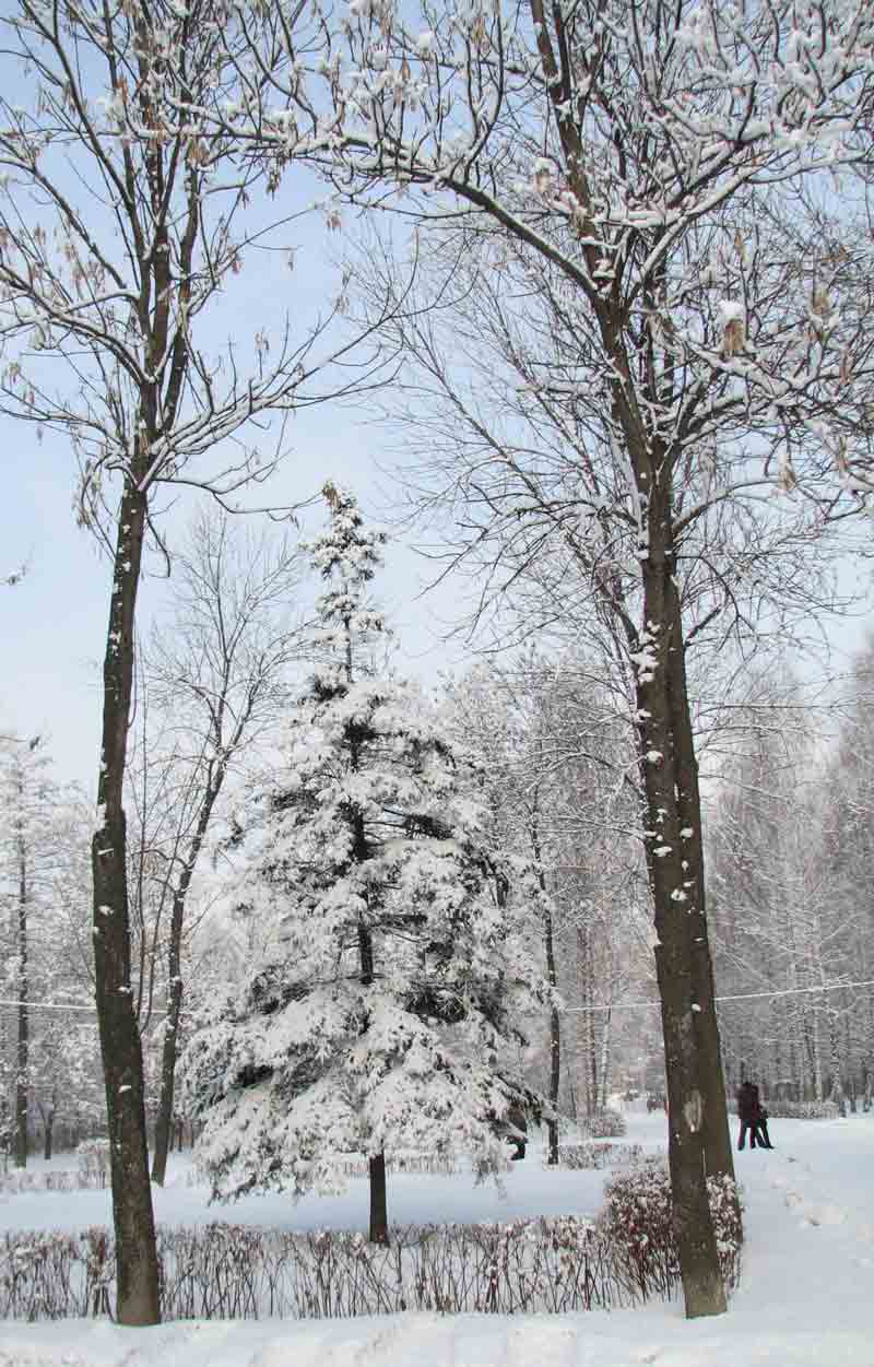 В парке зимой