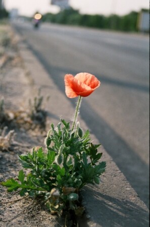  &amp;quot;ПОДОРОЖНИК&amp;quot;