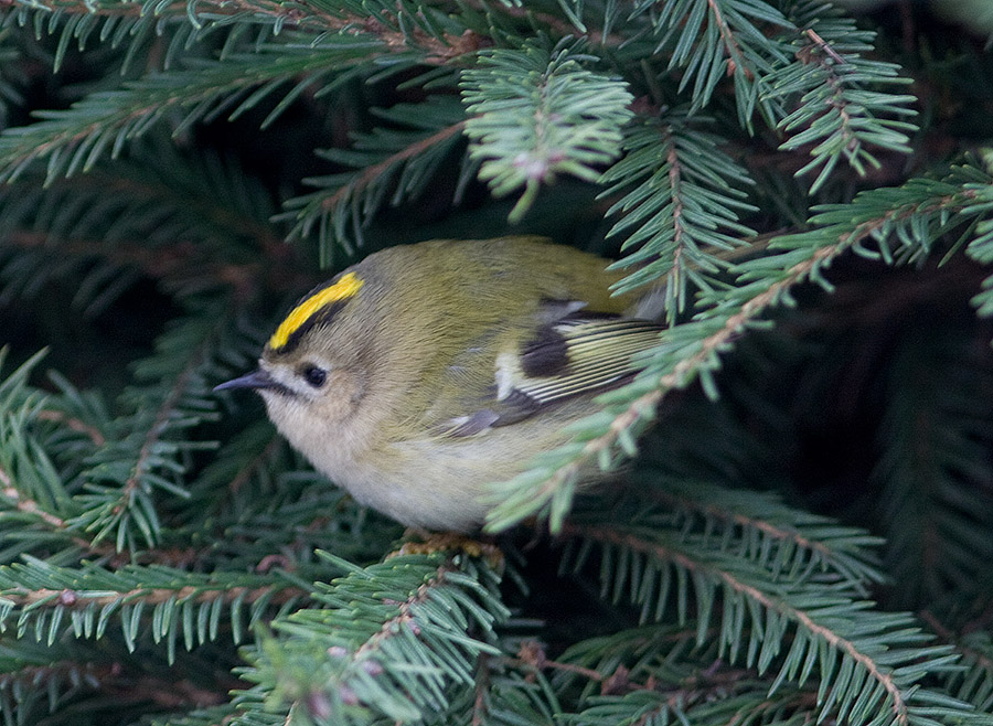 Королек