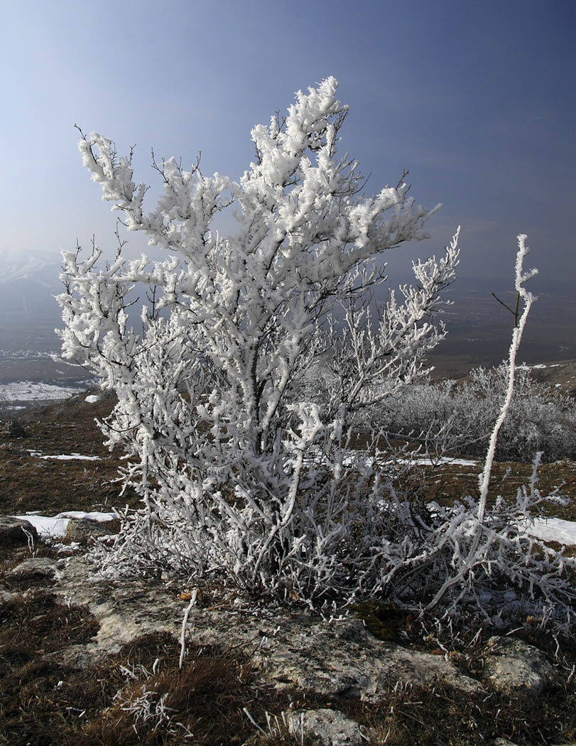 &quot;Подснежник&quot;