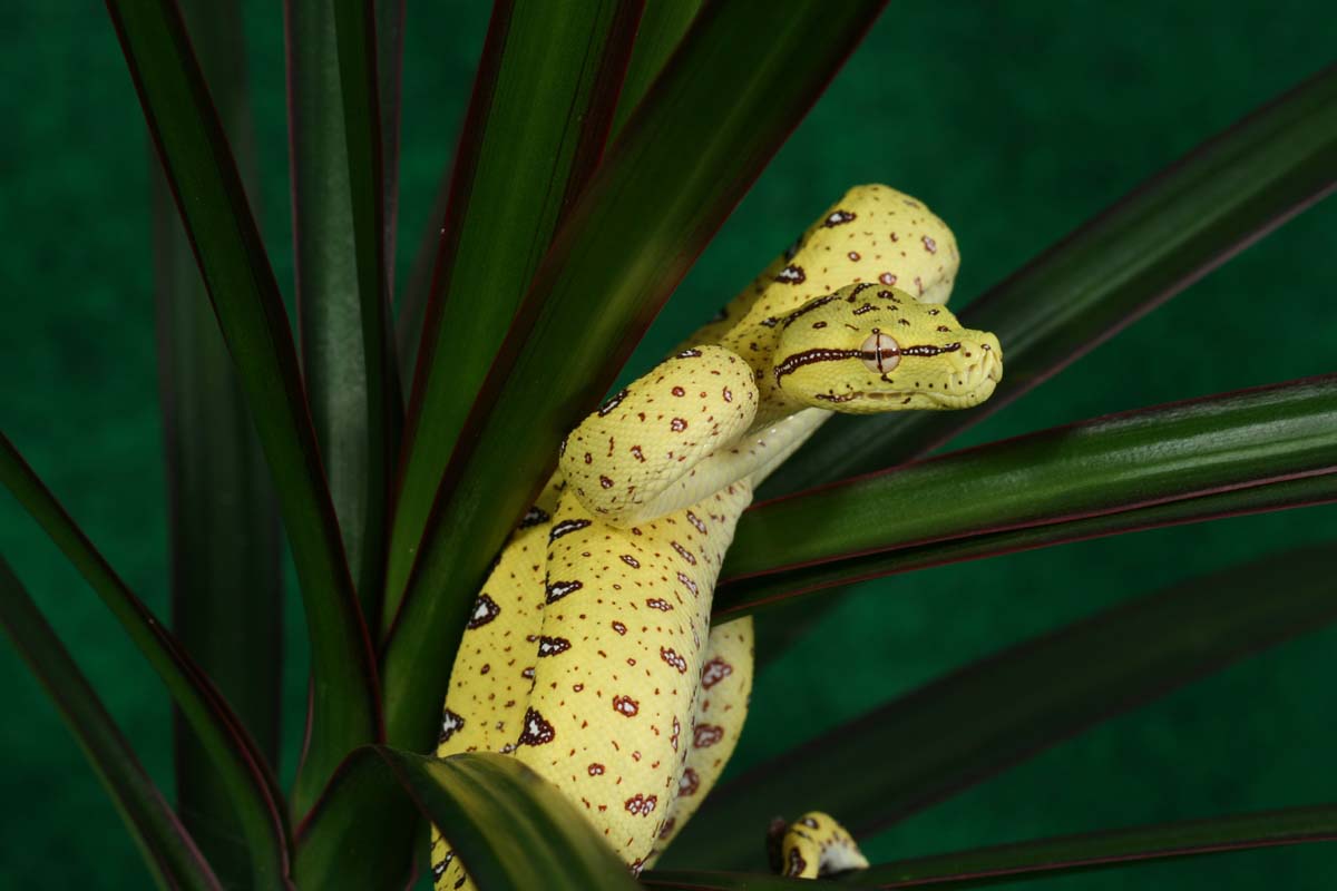 Morelia viridis