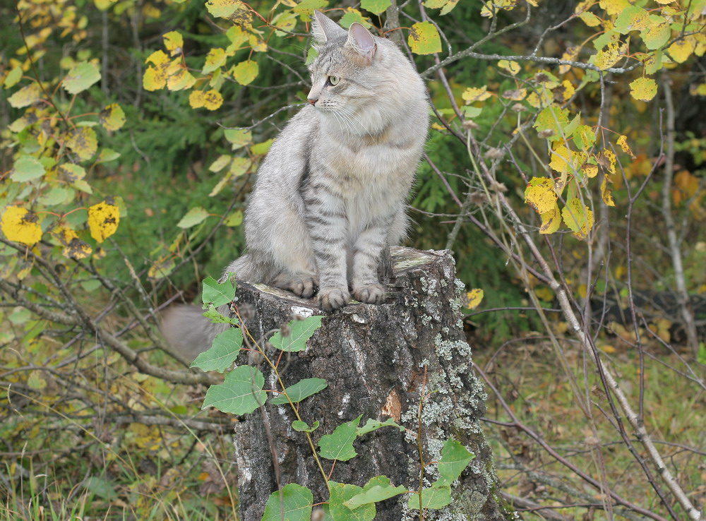 Кот Степан