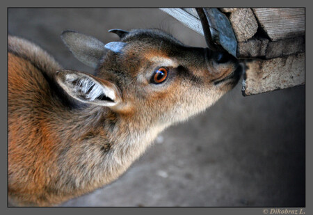 И ведь говорили: &amp;quot;Не пей из копытца!&amp;quot;