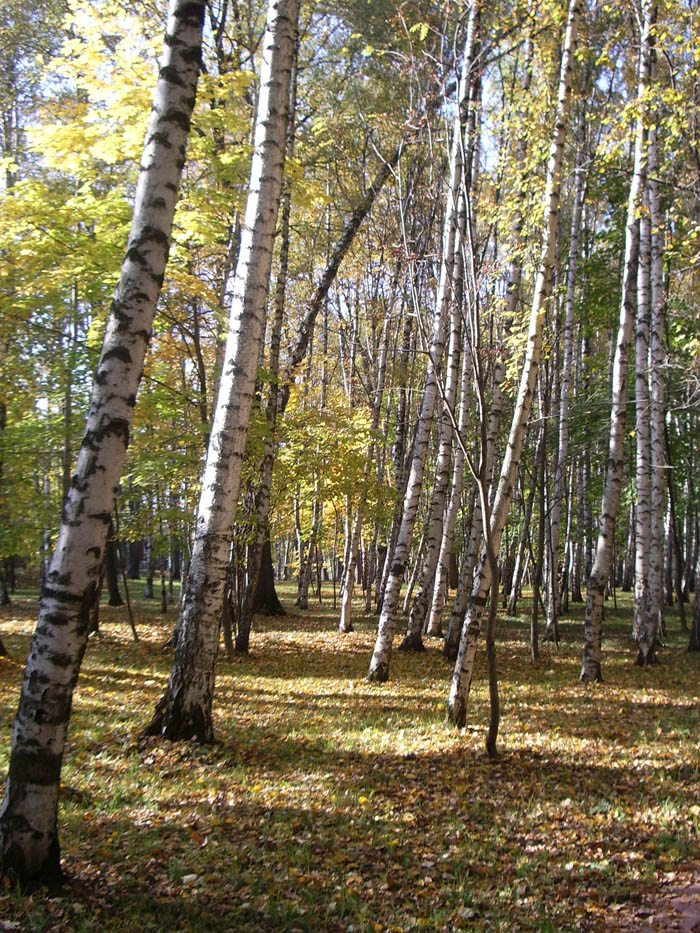 Золотая осень