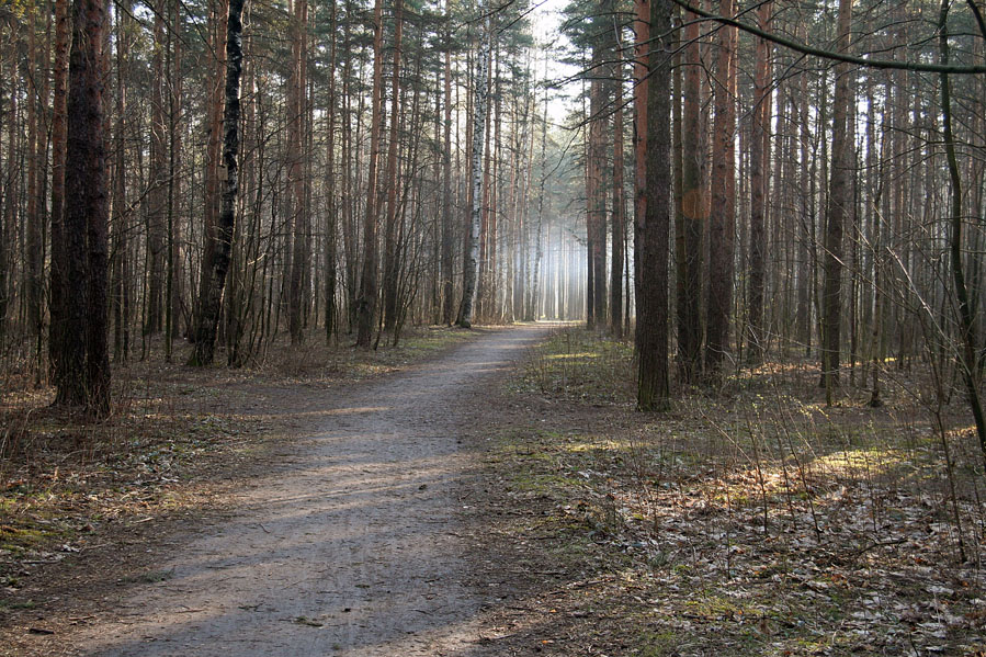 Замёрший парк в лучах утреннего солнца