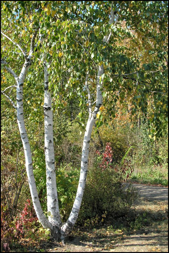 Три сестры